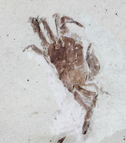 Fossil Pea Crab (Pinnixa) From California - Miocene #63715